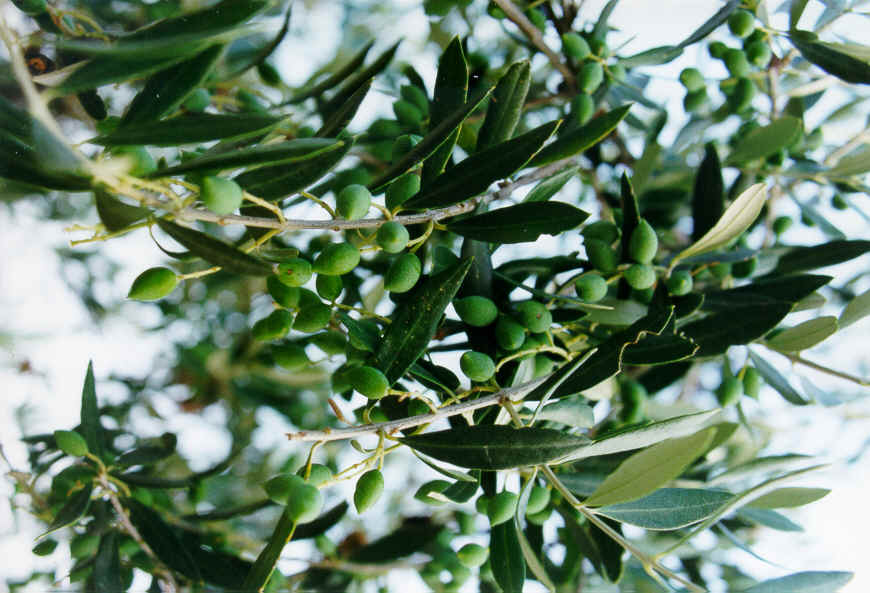 wpe49.jpg (70638 bytes)