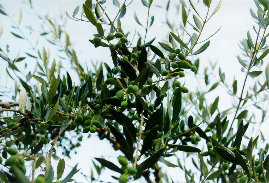 wpe48.jpg (77245 bytes)